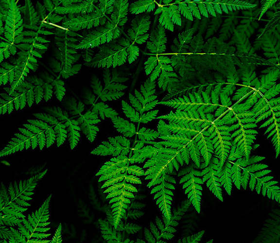 A close up of a green leafy plant.