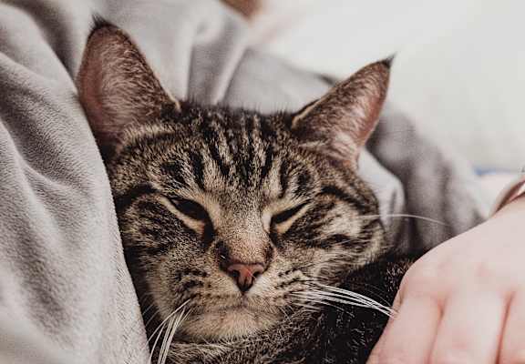 a cat laying on a bed with a person petting it