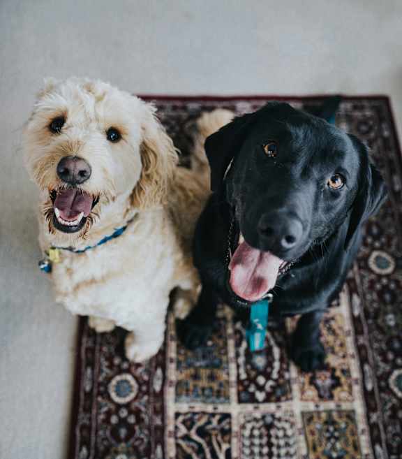 Dog Friendly at The Flats at Riverwoods, Provo, UT, 84604