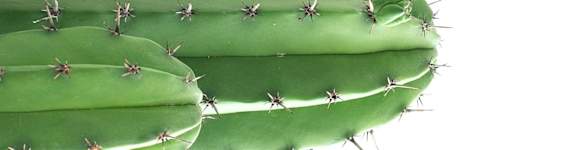 A cactus with green spines is shown against a white background.