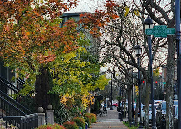 A tree with orange leaves is on the sidewalk.