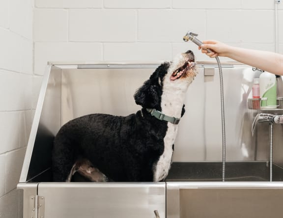 a dog getting a bath from a person in a stainless steel sink at Dillard Apartments in Fargo, ND 58102