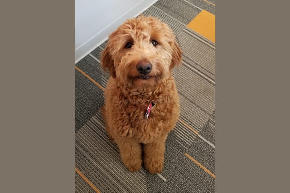 a brown teddy bear sitting on the floor
