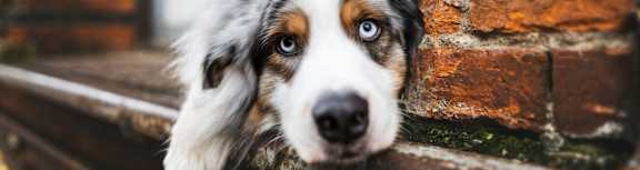 A dog peeking out from behind a brick wall.