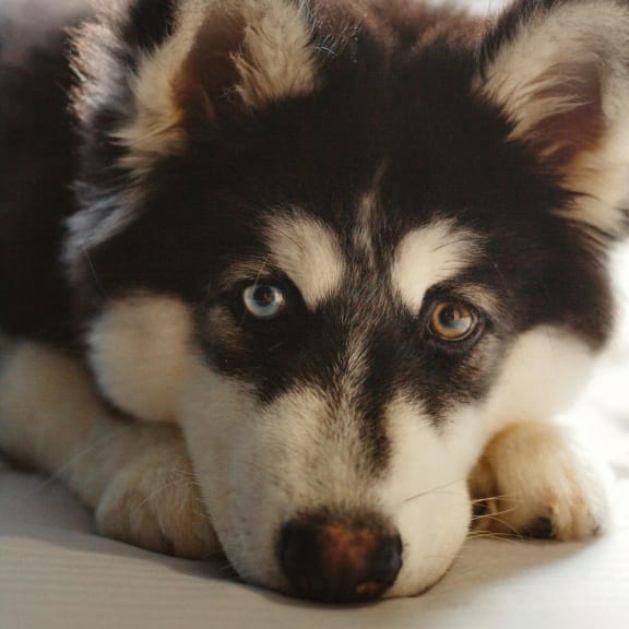 A husky dog with a friendly expression, symbolizing the welcoming atmosphere for pets in our apartment community.
