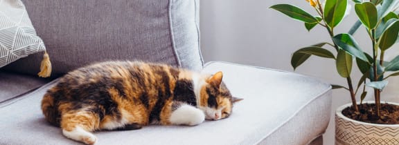 multicolor cat sleeping on a couch