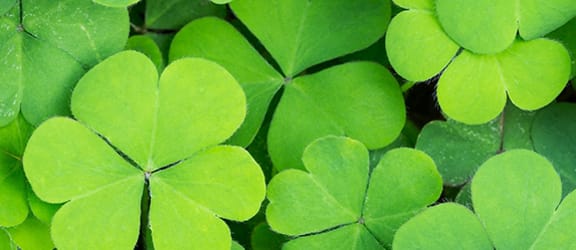 Shamrock design
