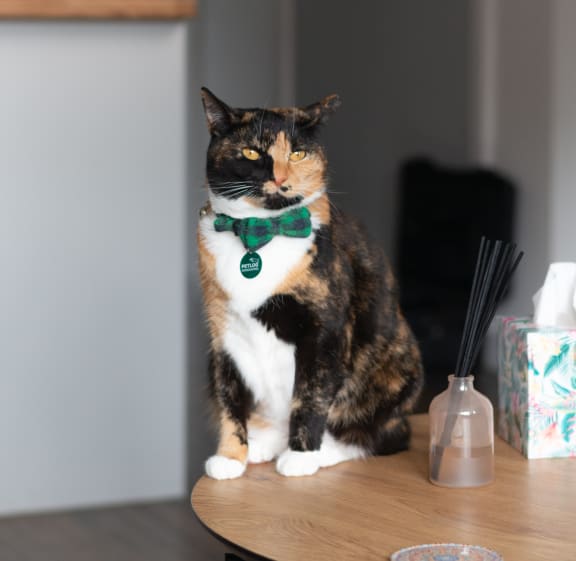 a cat wearing a green bow tie sitting on a table