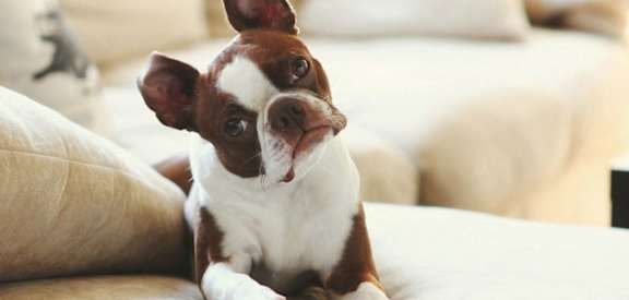 Dog Friendly at Ember Ridge, Pensacola, FL, 32506