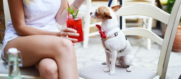a dog sitting on a chair holding a cocktail in its mouth