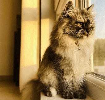 A fluffy cat with a collar is sitting by the window.