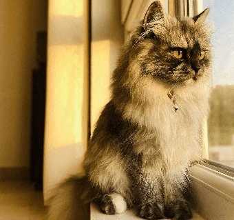 A fluffy cat with a collar is sitting by the window.at Tiffany Flats, Columbus, OH, 43231