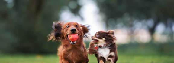 Two Dogs Running at Heritage Cove Apartments in Stuart, FL, 34997