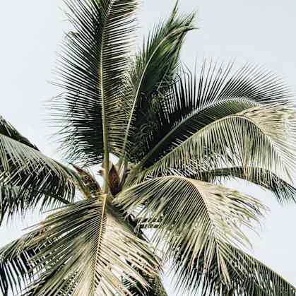 a couple of palm trees with the sky in the background