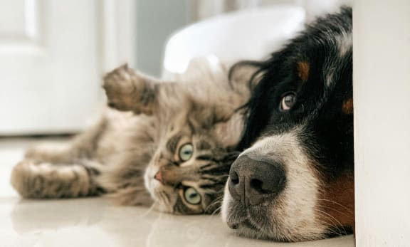a dog and a cat laying on the floor