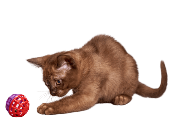 an orange kitten playing with a red ball