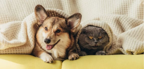 a dog and a cat laying on a couch under blankets  at Allied Harbor Point, Baltimore, MD, 21231