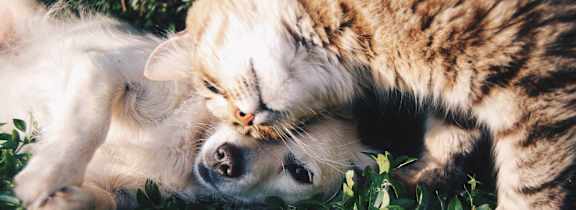 Cat and Dog Playing at Heritage at Waters Landing, Germantown, MD, 20874