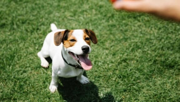 a dog playing with a ball on the grass