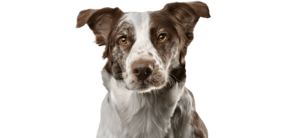 a brown and white dog with a black background