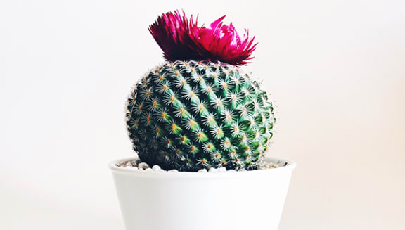 a red cactus in a white pot on a white background