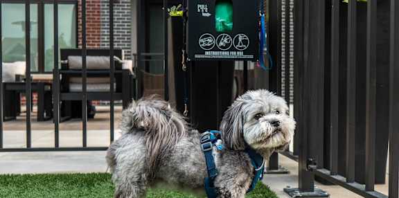 A small dog with a blue harness is standing on a green carpet.