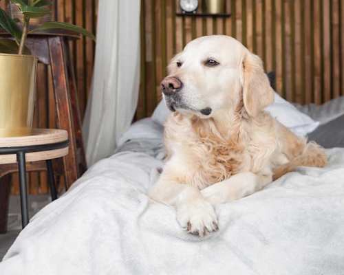 A golden retriever dog lying on a bed with a grey blanket.