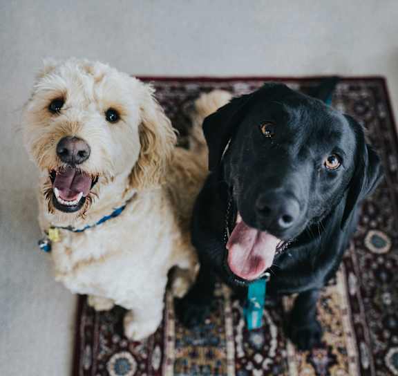 Two happy dogs at Avia Apartments on College Blvd (Overland Park), Kansas, 66210