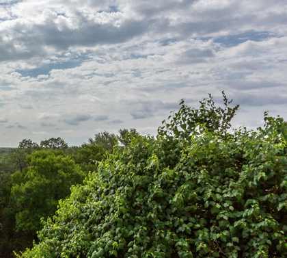 the view from the back of the house of the trees and the ocean at Sonterra Apartment Homes, Austin
