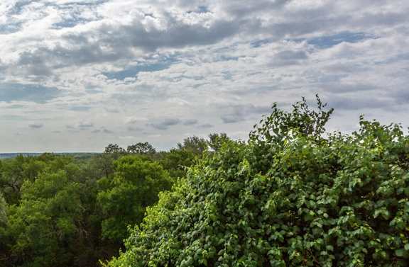the view from the back of the house of the trees and the ocean at Sonterra Apartment Homes, Austin