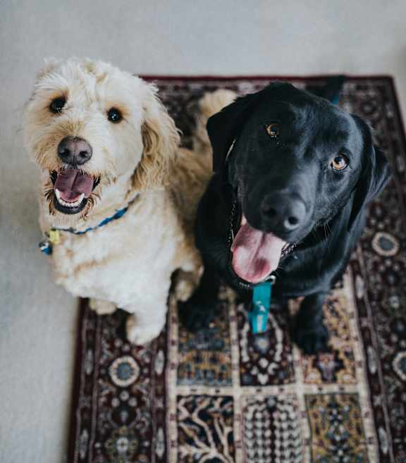 Two Dogs sitting on rug at Siena Villas Apartments, Orem, UT, 84097
