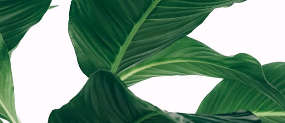 a close up of a green plant