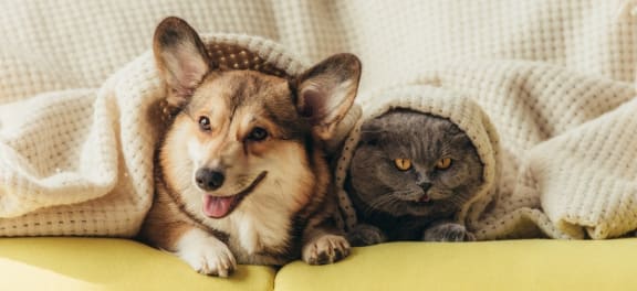 a dog and a cat laying on a couch under blankets