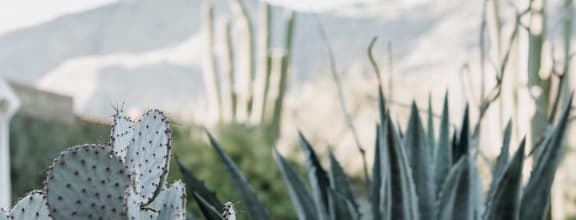 Close Up View of Cactus in Desert