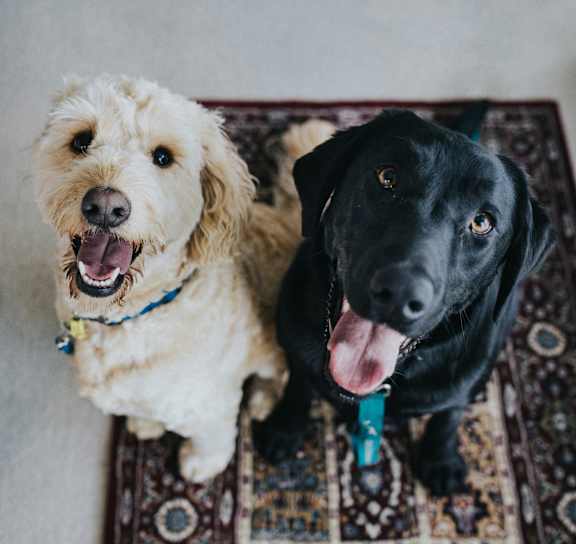 Two dogs sitting on rug at AVIA Apartments On Alpha, Texas