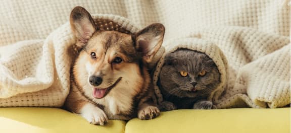 a dog and a cat laying on a couch under blankets