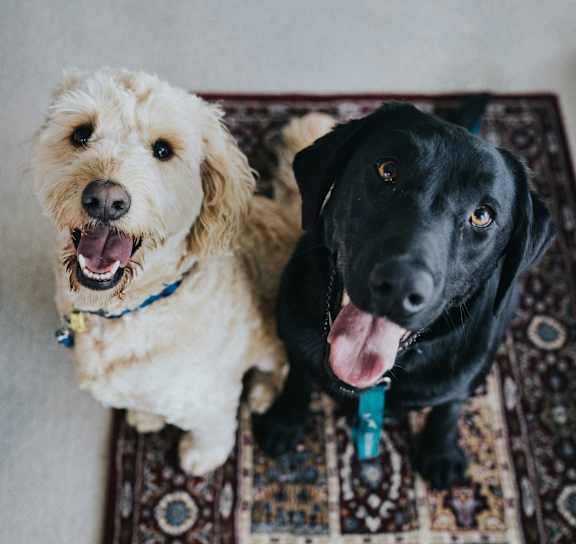 Two dogs sitting on a patterned rug. at AVIA Lofts on Victors Way, Ann Arbor