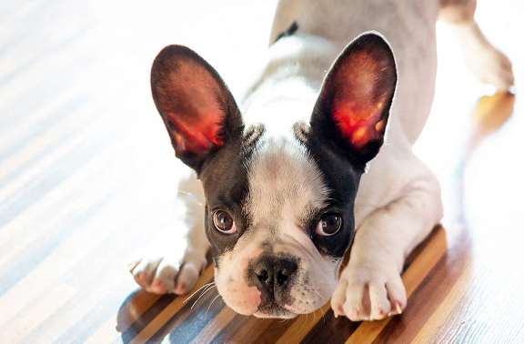 Dog