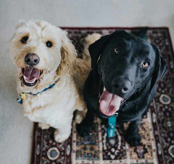 Two happy dogs at Avia Apartments at Reedy Creek, Florida, 34747