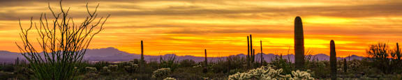 A desert landscape with a large cactus in the foreground and a mountain in the distance.