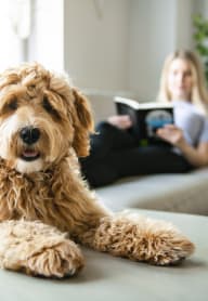 Goldendoodle dog sitting on couch while female owner sits on the other side of the couch with a book. at Pinecrest Apartments, Davis, California