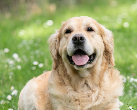 a golden retriever dog laying in the grass