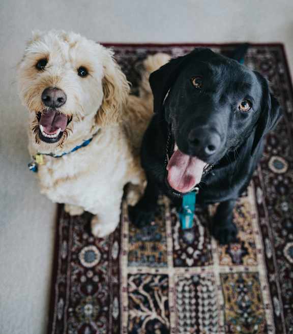 Two dogs sitting at 200 City View, Provo, UT