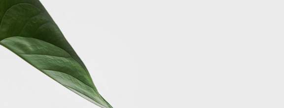 Plant in Water at Pallas Townhomes & Apartments