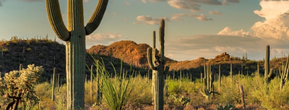 a saguaro cactus in the desert with clouds in the sky