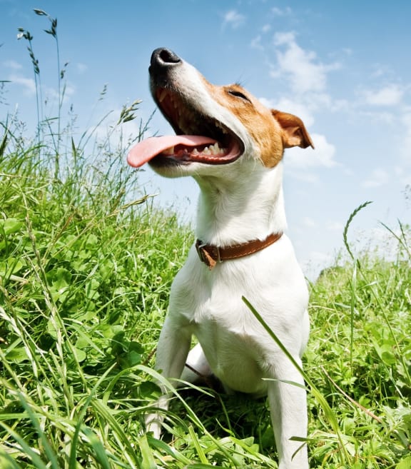 Small Dog Smiling In Grass at Woodbridge Apartments, Sacramento, CA