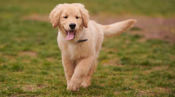 Pet-Friendly Apartments at Marquee Square Apartments in Tampa, FL