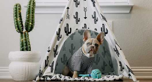 french bulldog in tent at Lakeview at Superstition Springs in Mesa, Arizona