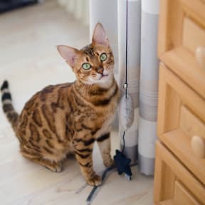 a cat sitting on the floor next to a curtain
