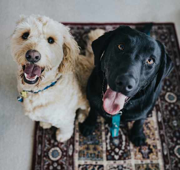 Dogs at AVIA on Pike Street, Seattle, Washington